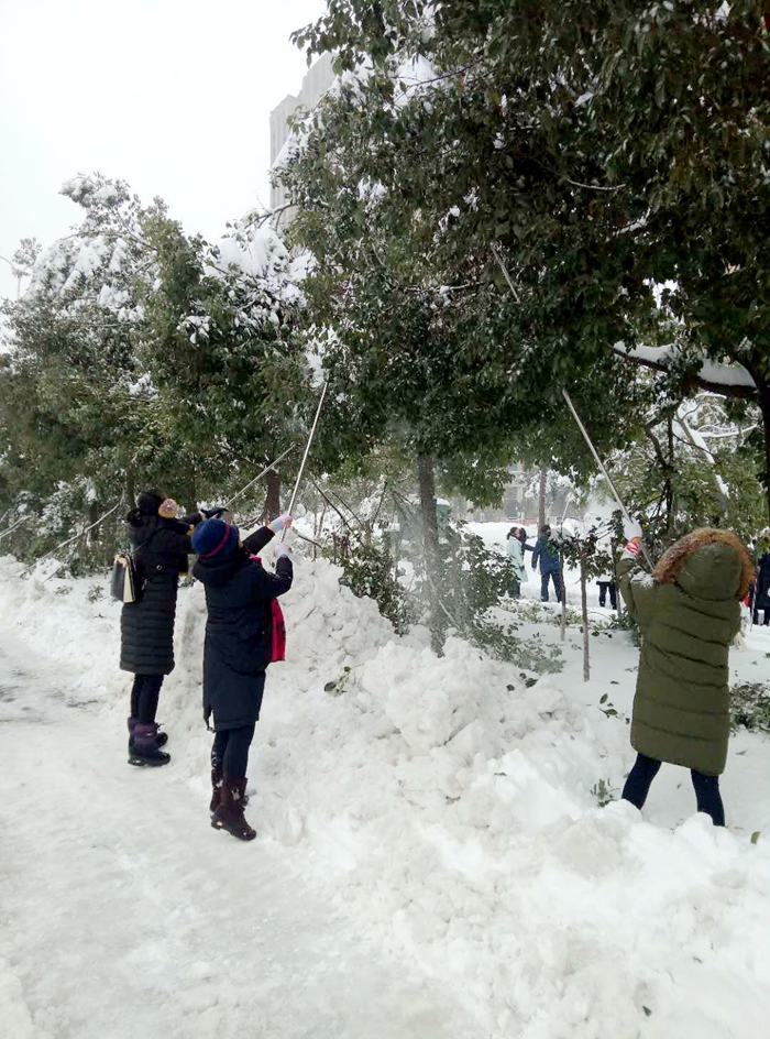 羊山新区教育系统全力以赴开展扫雪除冰行动